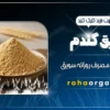 سویق گندم