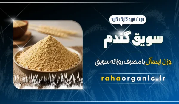 سویق گندم
